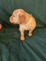 Green Collar Female , a female Golden Retriever for sale in Colorado Springs, CO – Photo 5 of 8
