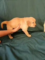 Green Collar Female , a female Golden Retriever for sale in Colorado Springs, CO – Photo 1 of 8