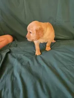 Green Collar Female , a female Golden Retriever for sale in Colorado Springs, CO – Photo 8 of 8