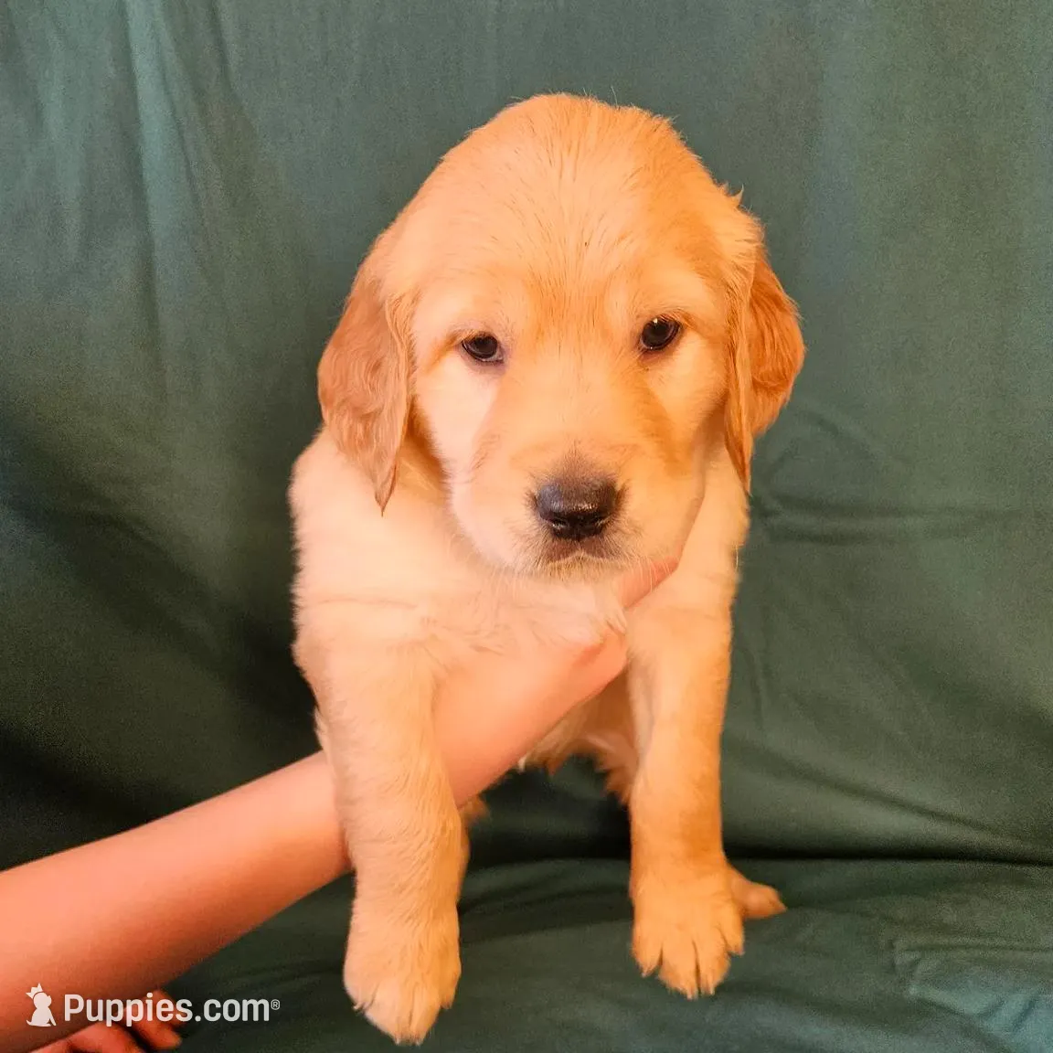 Green Collar Female , a female Golden Retriever for sale in Colorado Springs, CO – Photo 6 of 8