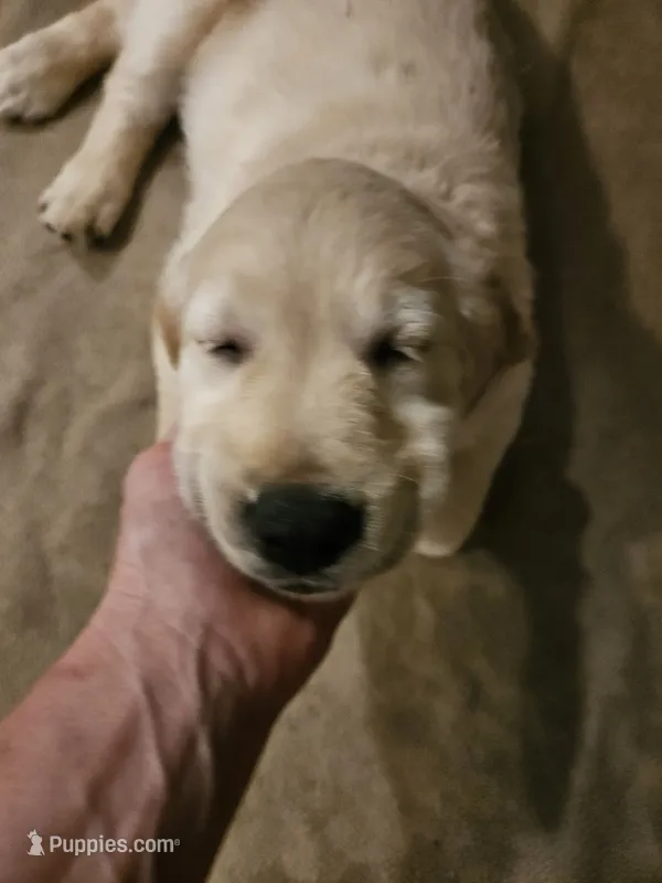 Magenta collar – Golden Retriever puppy for sale in Colorado Springs, CO