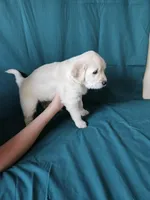 Purple Collar Female , a female English Cream Golden Retriever for sale in Colorado Springs, CO – Photo 7 of 8