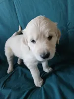 Purple Collar Female , a female English Cream Golden Retriever for sale in Colorado Springs, CO – Photo 6 of 8