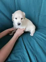 Purple Collar Female , a female English Cream Golden Retriever for sale in Colorado Springs, CO – Photo 3 of 8