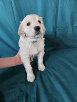 Purple Collar Female , a female English Cream Golden Retriever for sale in Colorado Springs, CO – Photo 2 of 8