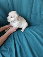 Purple Collar Female , a female English Cream Golden Retriever for sale in Colorado Springs, CO – Photo 5 of 8