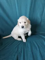 Purple Collar Female , a female English Cream Golden Retriever for sale in Colorado Springs, CO – Photo 4 of 8