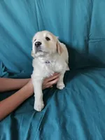 Purple Collar Female , a female English Cream Golden Retriever for sale in Colorado Springs, CO – Photo 1 of 8