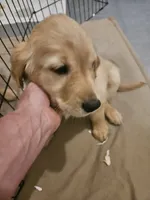 Purple Collar, a female Golden Retriever for sale in Colorado Springs, CO – 2 of 3