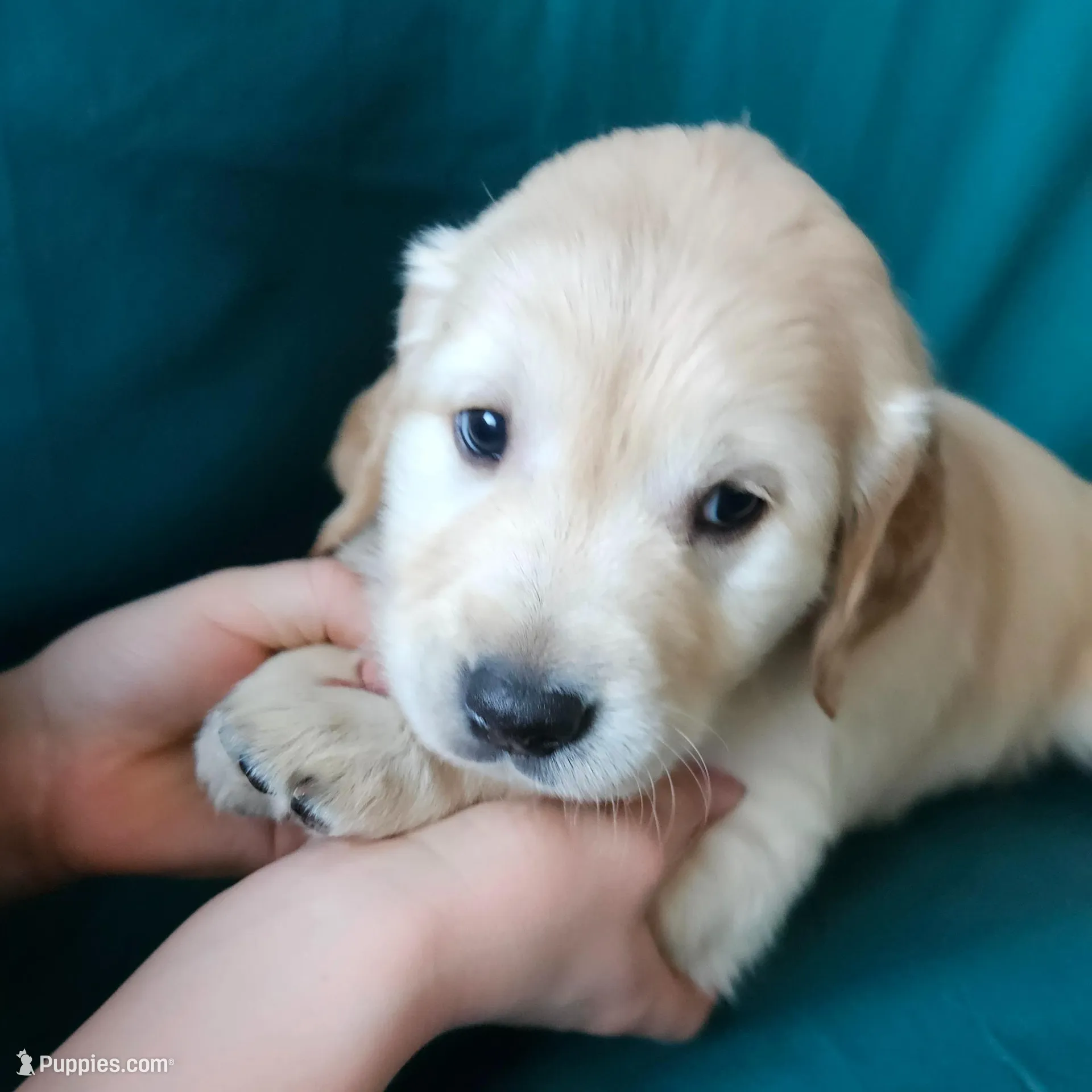 Light Blue Collar Male