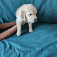 Light Blue Collar Male, a male Golden Retriever for sale in Colorado Springs, CO – Photo 3 of 5