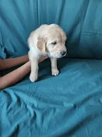 Light Blue Collar Male, a male English Cream Golden Retriever for sale in Colorado Springs, CO – Photo 3 of 5