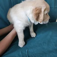 Light Blue Collar Male, a male Golden Retriever for sale in Colorado Springs, CO – Photo 5 of 5