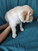 Light Blue Collar Male, a male English Cream Golden Retriever for sale in Colorado Springs, CO – Photo 5 of 5