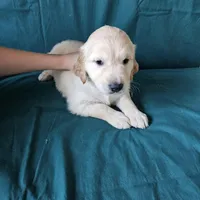 Light Blue Collar Male, a male Golden Retriever for sale in Colorado Springs, CO – Photo 4 of 5