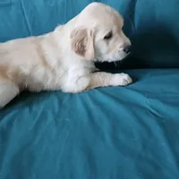 Light Blue Collar Male, a male Golden Retriever for sale in Colorado Springs, CO – Photo 2 of 5