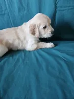 Light Blue Collar Male, a male English Cream Golden Retriever for sale in Colorado Springs, CO – Photo 2 of 5