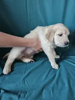 Fuschia Collar , a female Golden Retriever for sale in Colorado Springs, CO – Photo 5 of 9