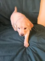 Fuschia Collar , a female Golden Retriever for sale in Colorado Springs, CO – Photo 6 of 9