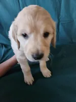 Fuschia Collar , a female Golden Retriever for sale in Colorado Springs, CO – Photo 3 of 9