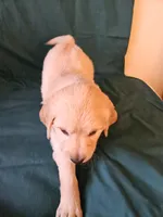 Fuschia Collar , a female Golden Retriever for sale in Colorado Springs, CO – Photo 7 of 9