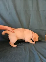 Fuschia Collar , a female Golden Retriever for sale in Colorado Springs, CO – Photo 4 of 9