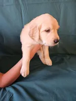 Fuschia Collar , a female Golden Retriever for sale in Colorado Springs, CO – Photo 8 of 9