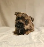 Tauren, a male Cairn Terrier for sale in Forney, TX – 2 of 2