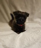 Freddy, a male Cairn Terrier for sale in Forney, TX – 2 of 2