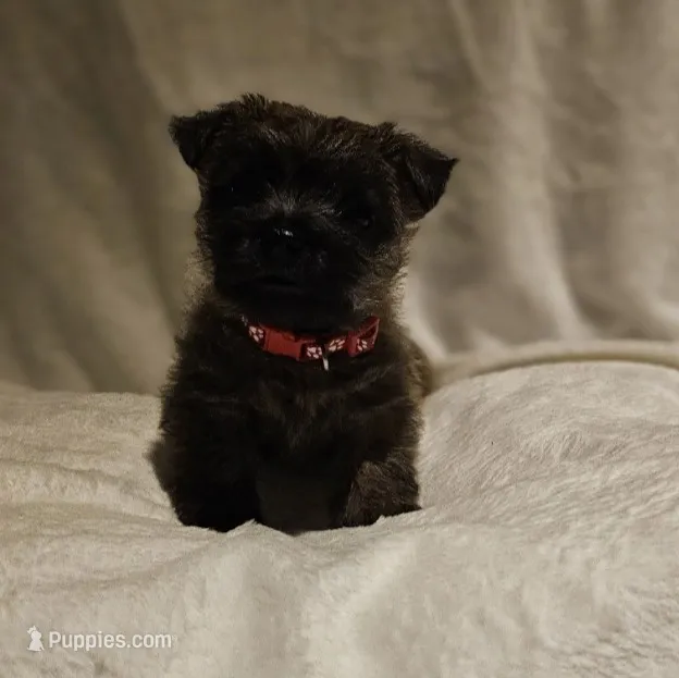 Freddy – Cairn Terrier puppy for sale in Forney, TX