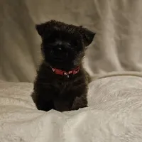 Freddy, a male Cairn Terrier for sale in Forney, TX – 1 of 2