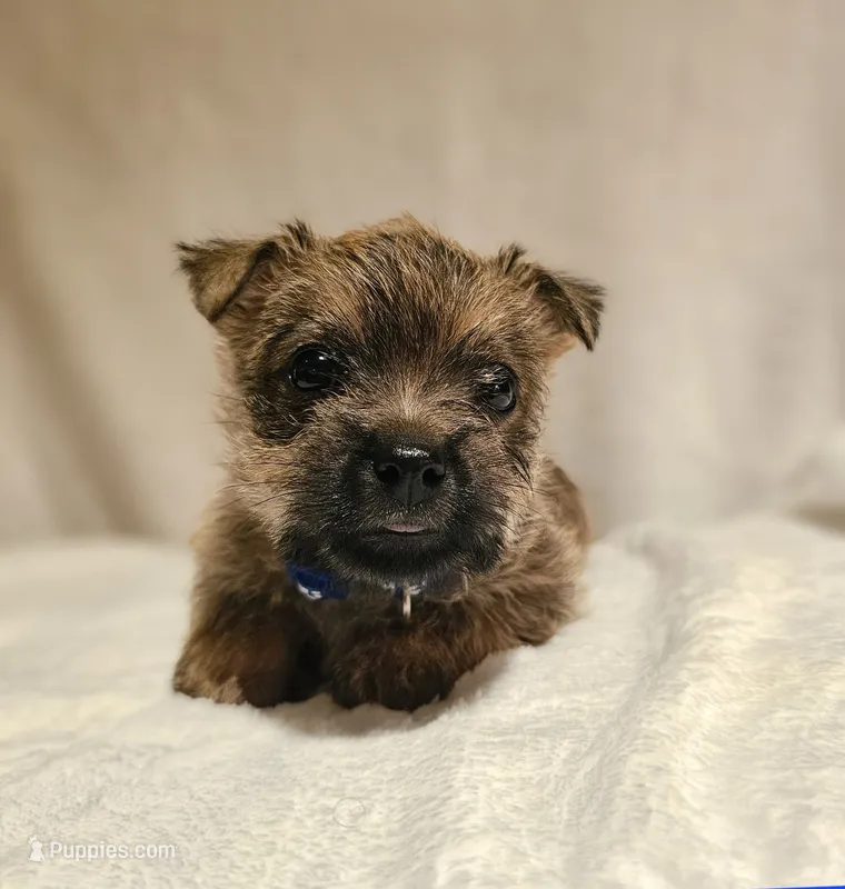 Tauren – Cairn Terrier puppy for sale in Forney, TX