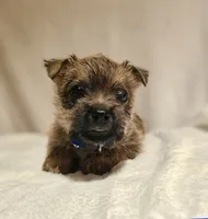 Tauren, a male Cairn Terrier for sale in Forney, TX – 1 of 2