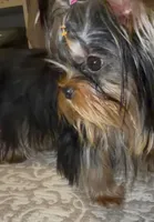 Tiny Sabrina  pending , a female Yorkshire Terrier for sale in Pensacola, FL – 2 of 4