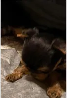 Lidia, a female Yorkshire Terrier for sale in Pensacola, FL – 1 of 1