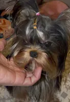 Tiny Sabrina  pending , a female Yorkshire Terrier for sale in Pensacola, FL – 1 of 4
