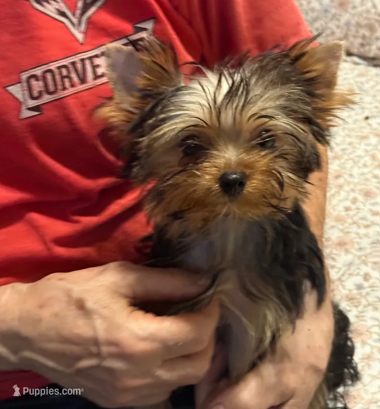 Justin – Yorkshire Terrier puppy for sale in Pensacola, FL