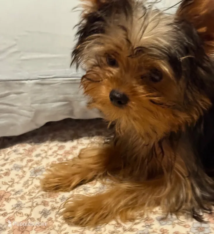 Jerry – Yorkshire Terrier puppy for sale in Pensacola, FL