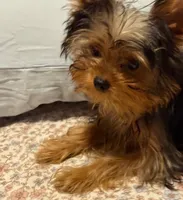 Jerry, a male Yorkshire Terrier for sale in Pensacola, FL – 1 of 6
