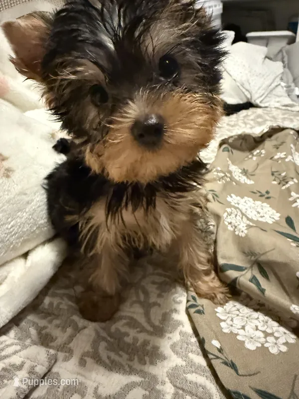 Kiki pending – Yorkshire Terrier puppy for sale in Pensacola, FL
