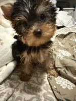 Photo of Kiki pending