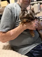 Pending , a female Yorkshire Terrier for sale in Pensacola, FL – Photo 2 of 2