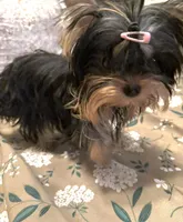Tiny Sabrina , a female Yorkshire Terrier for sale in Pensacola, FL – Photo 2 of 2