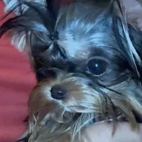 Tiny Sabrina , a female Yorkshire Terrier for sale in Pensacola, FL – Photo 1 of 2