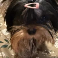 Tiny Sabrina , a female Yorkshire Terrier for sale in Pensacola, FL – Photo 2 of 2