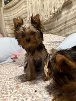 Justin, a male Yorkshire Terrier for sale in Pensacola, FL – 2 of 3