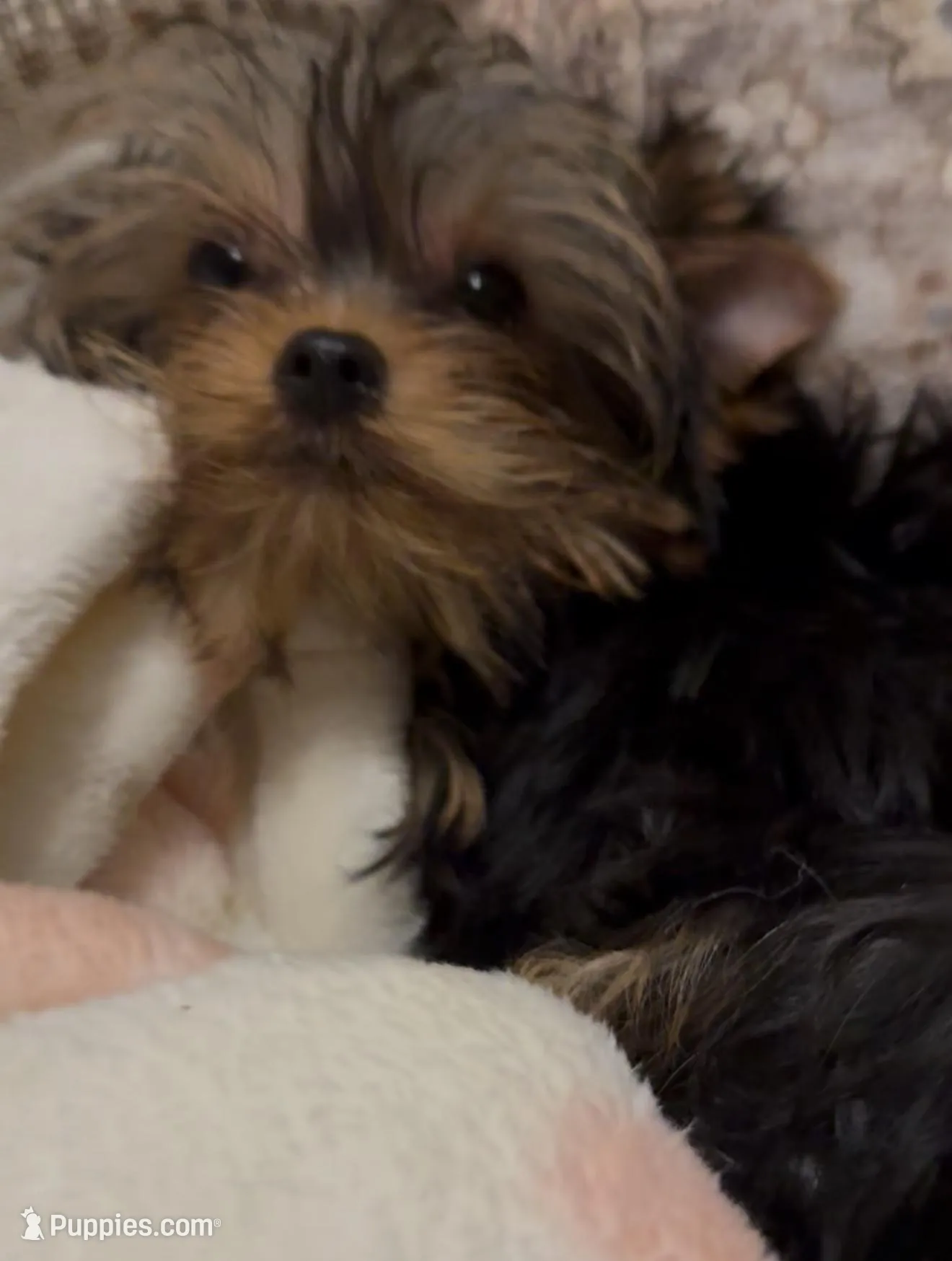 Janet – Yorkshire Terrier puppy for sale in Pensacola, FL