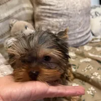 Janet, a female Yorkshire Terrier for sale in Pensacola, FL – Photo 3 of 4