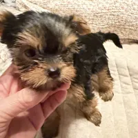 Janet, a female Yorkshire Terrier for sale in Pensacola, FL – Photo 4 of 4