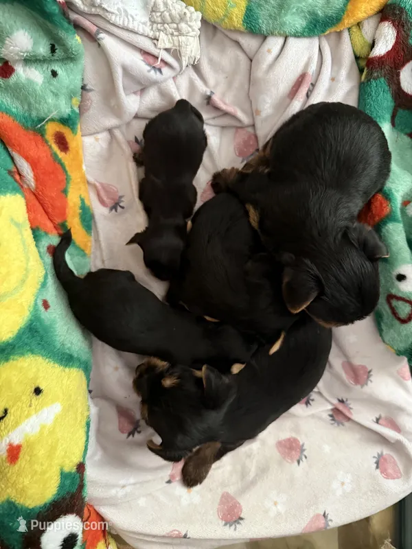 Pocket CD – Yorkshire Terrier puppy for sale in Pensacola, FL